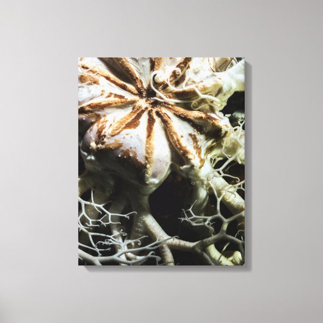 Basket Star (Gorgonocephalus eucnemis) Canvas Print (Front)