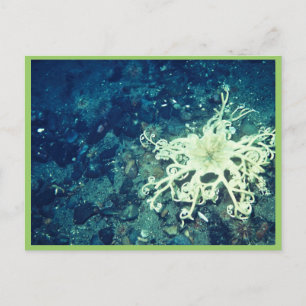 Basket Starfish Postcard