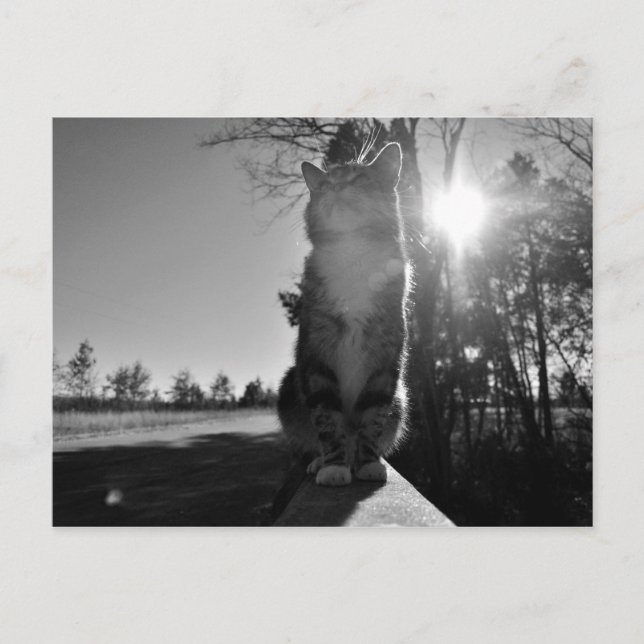 Basking Cat Postcard (Front)