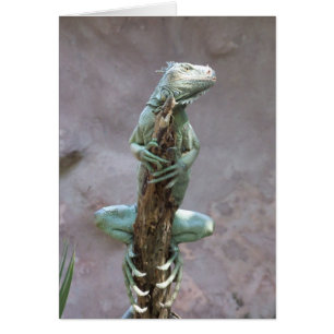 Basking Iguana Card