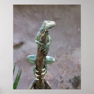 Basking Iguana Poster
