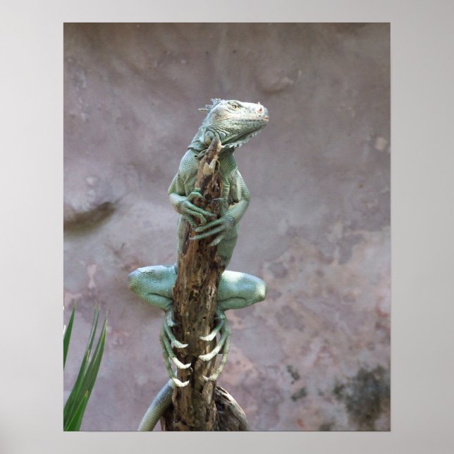 Basking Iguana Poster (Front)