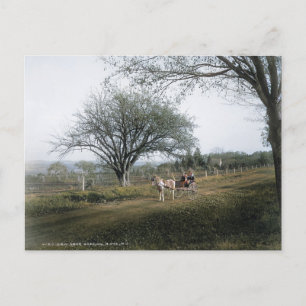 Basking Ridge NJ, Out for a Sunday Drive, Vintage Postcard