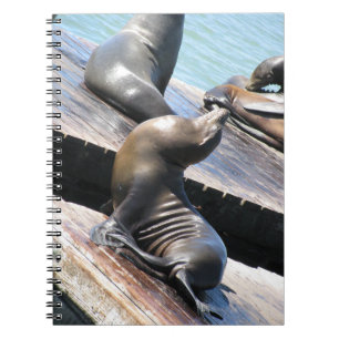 Basking Sea Lion Notebook