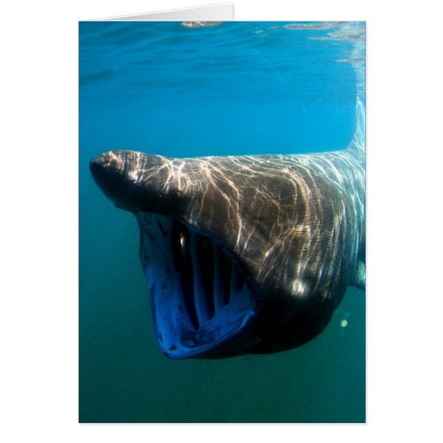Basking shark (Front)
