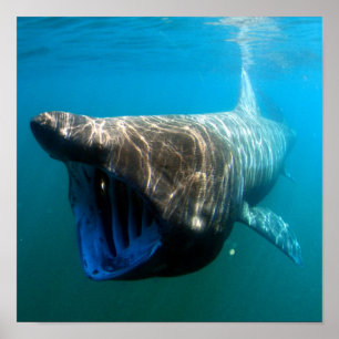 Basking shark (Cetorhinus maximus) Poster