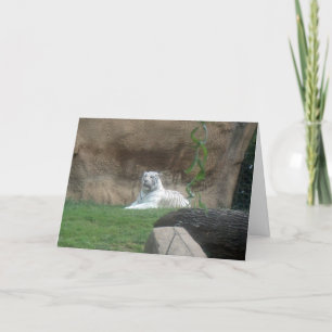 Basking White Tiger Card