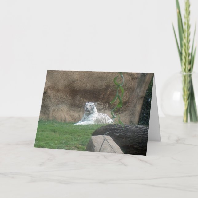Basking White Tiger Card (Front)