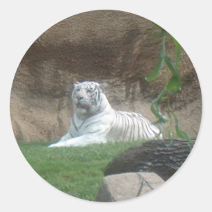 Basking White Tiger Classic Round Sticker