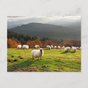 basque country latxa sheep postcard