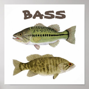 Bass art poster