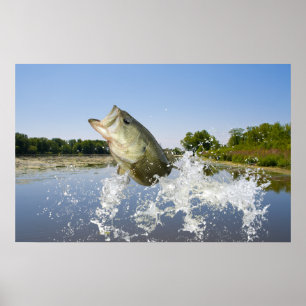 Bass Jump 2013 Poster