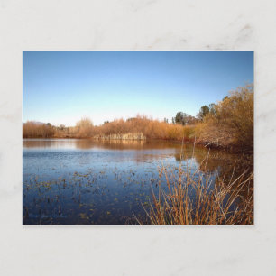 Bass Pond One Postcard