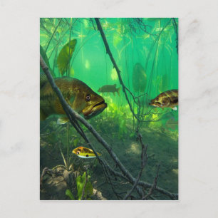 Bass Postcard