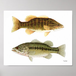 Bass- Smallmouth & Largemouth Bass Art Poster