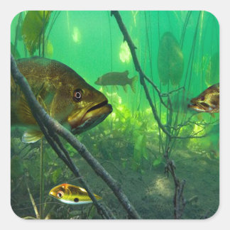 Bass Square Sticker