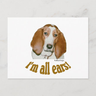 Basset Ears Postcard