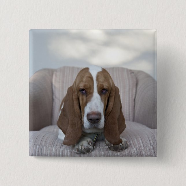 Basset Hound 15 Cm Square Badge (Front)