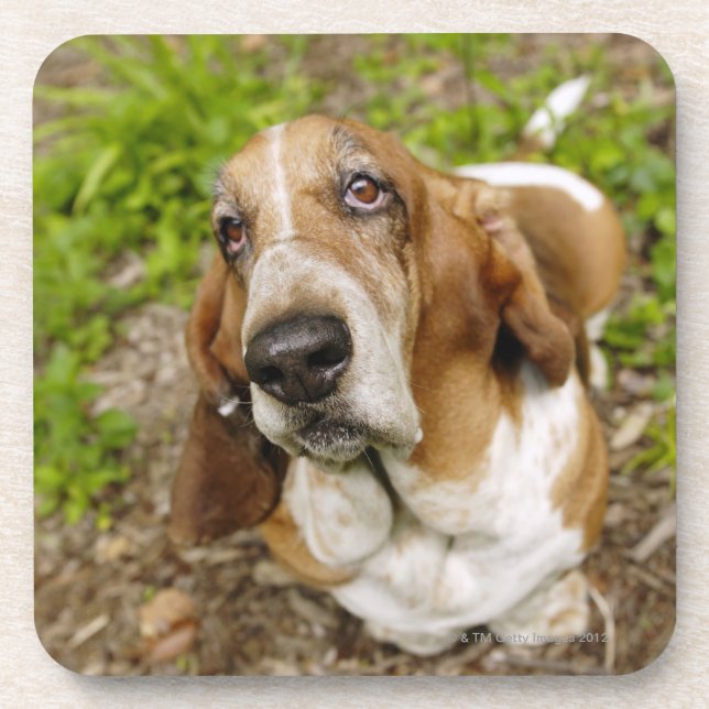 Basset Hound 2 Coaster (Front)
