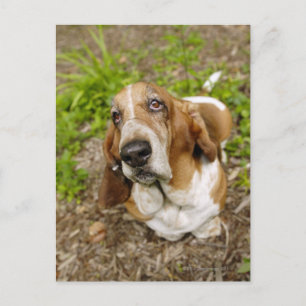 Basset Hound 2 Postcard