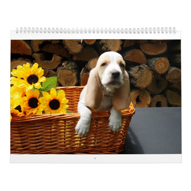 Basset hound calendar (Cover)