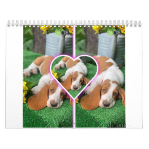 Basset hound calendar