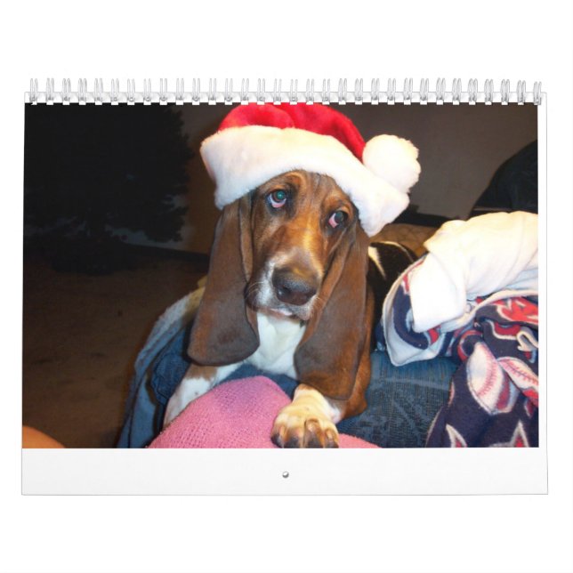 Basset hound  calendar (Cover)