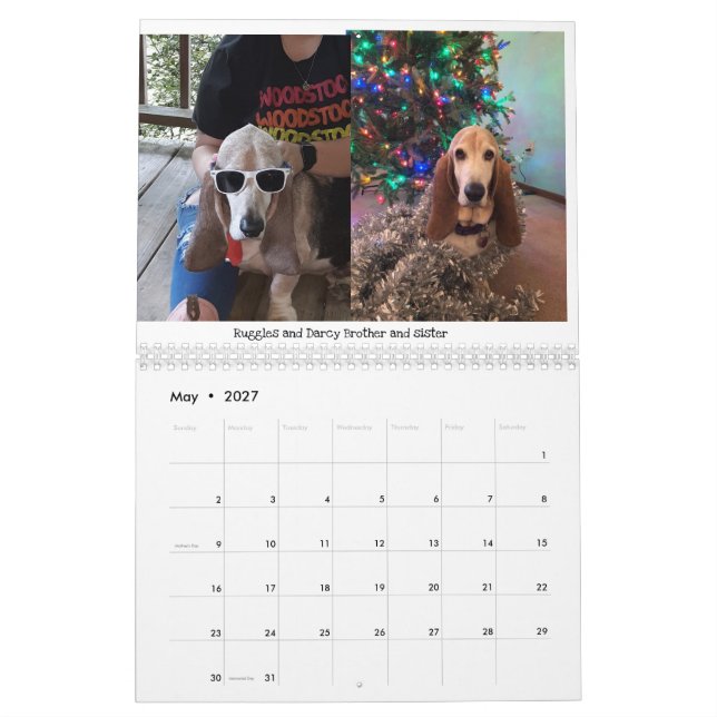 Basset hound calendar (May 2027)