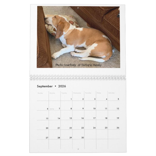 Basset hound calendar (Sep 2026)