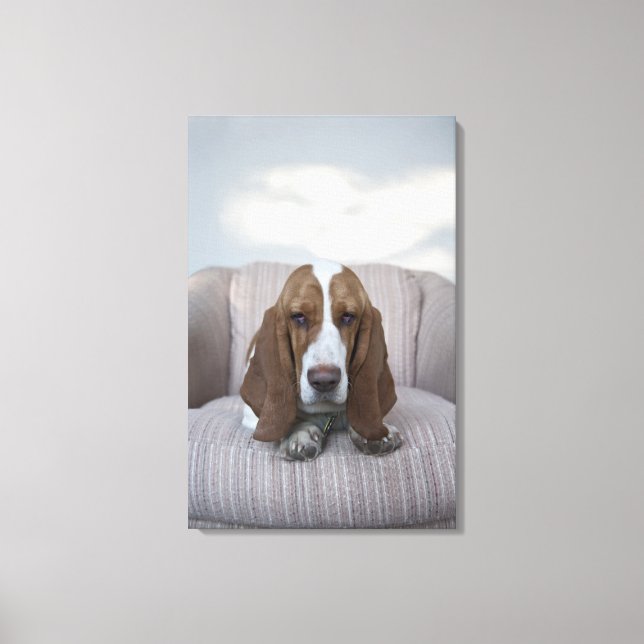 Basset Hound Canvas Print (Front)