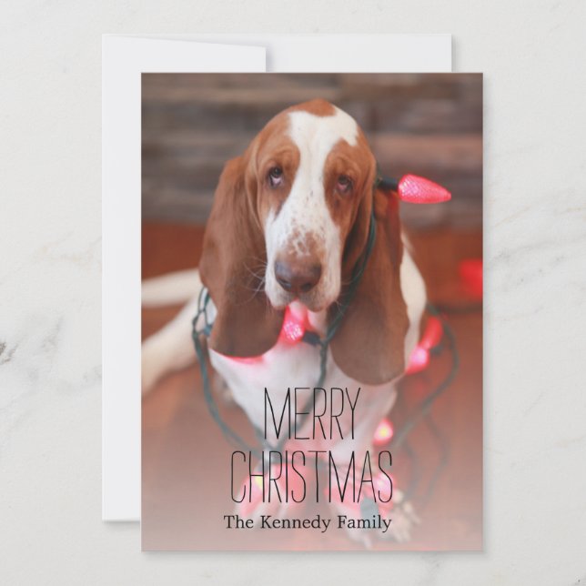 basset hound, christmas, christmas lights holiday card (Front)