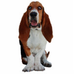 Basset Hound dog portrait photo sculpture<br><div class="desc">Beautiful portrait of a basset hound dog photo sculpture.  great gift idea for dog lovers</div>