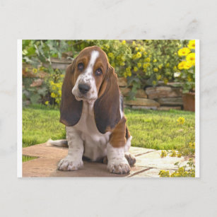 Basset Hound Dog Postcard
