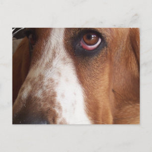 Basset Hound Dog Postcard