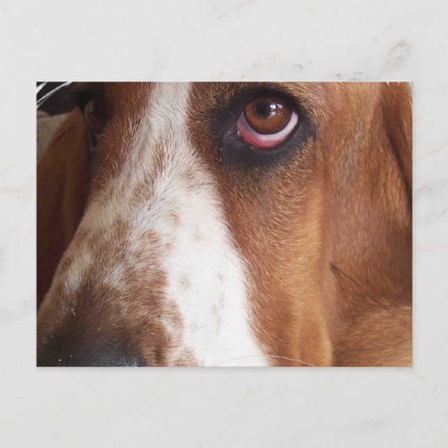 Basset Hound Dog Postcard (Front)