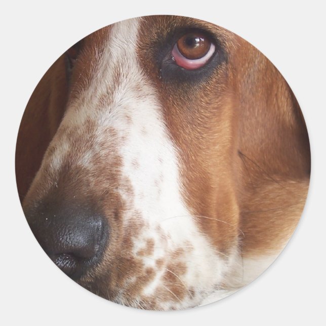 Basset Hound Dog Sticker (Front)