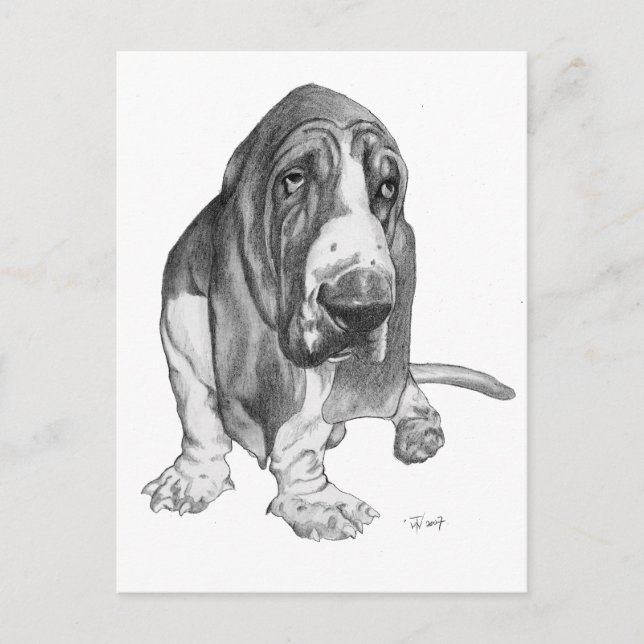 Basset Hound Drawing Postcard (Front)