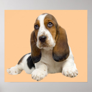 Basset Hound Fabulous Face Print