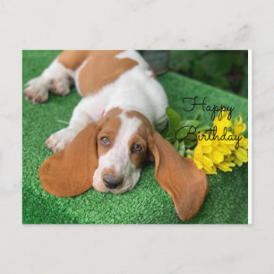 Basset hound happy birthday post card