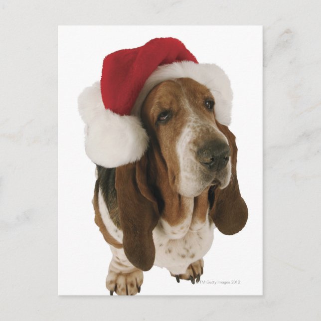 Basset hound in Santa hat Holiday Postcard (Front)