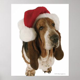 Basset hound in Santa hat Poster