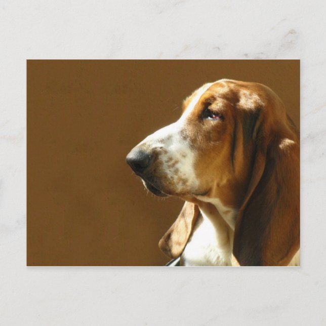 Basset Hound Photo Postcard (Front)