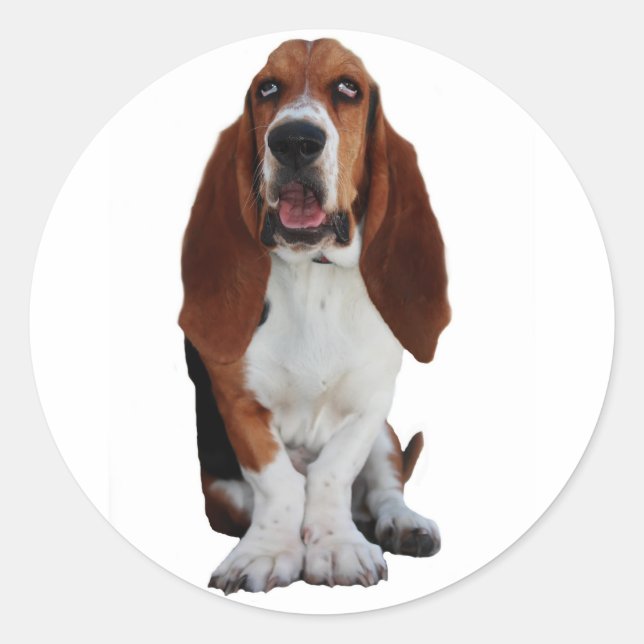 Basset Hound Picture Stickers (Front)
