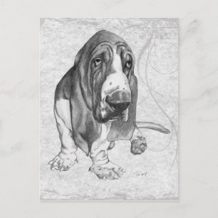 Basset Hound Postcard