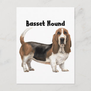 Basset Hound Postcard