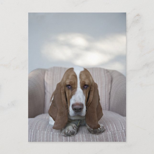 Basset Hound Postcard (Front)