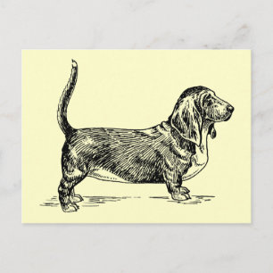 Basset_Hound Postcard