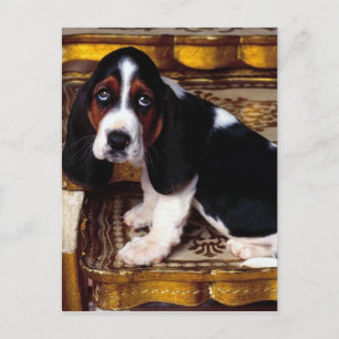 Basset Hound Postcard