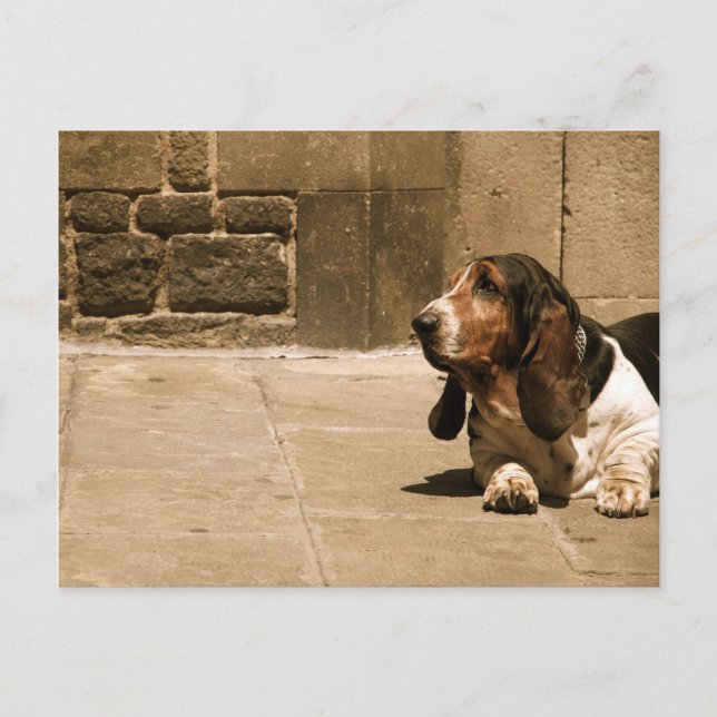 Basset Hound Postcard (Front)