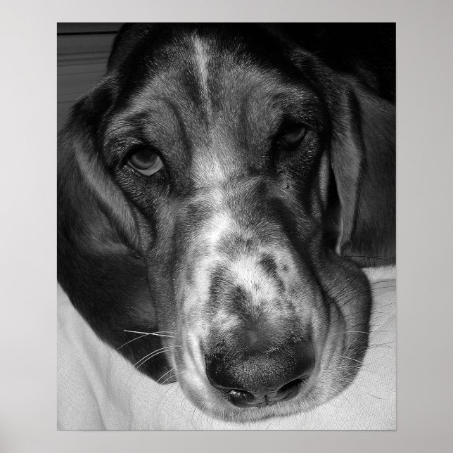 Basset Hound Poster (Front)